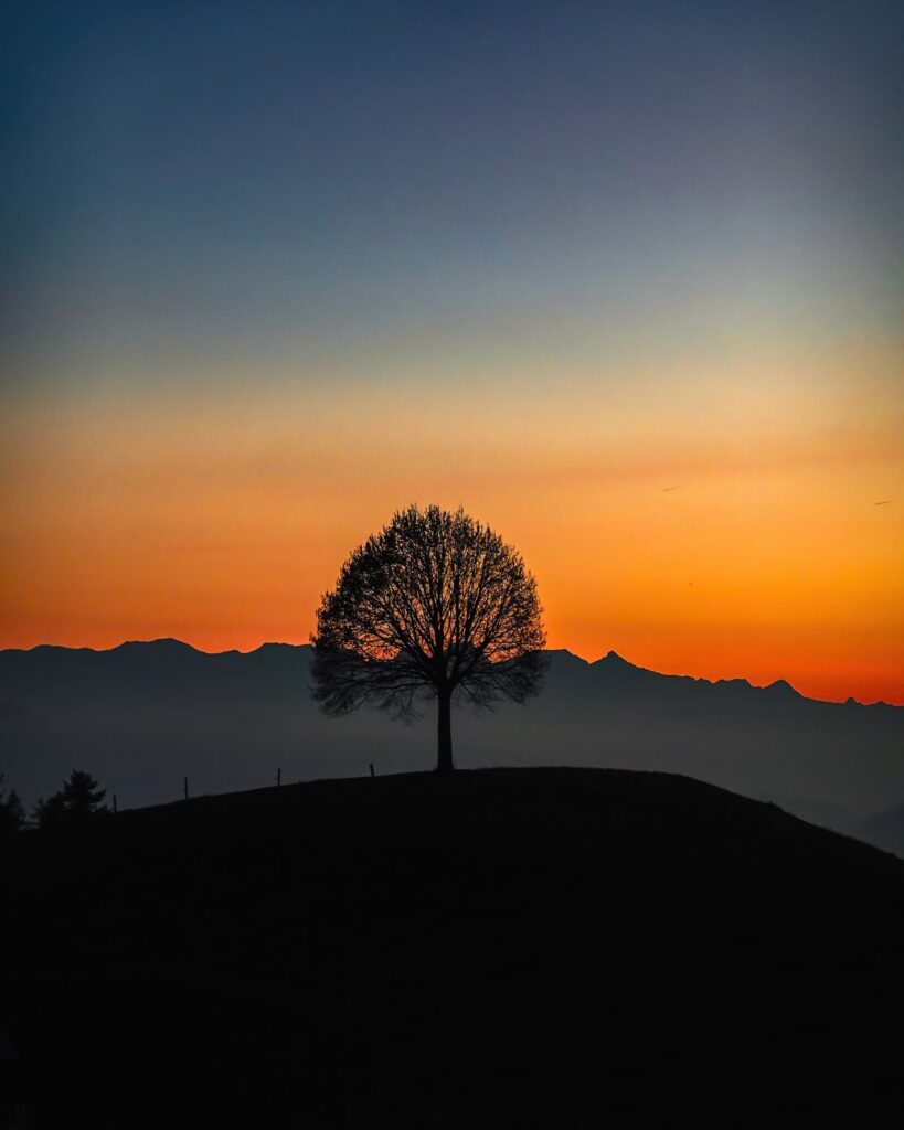 Baum im Abendrot vor den Bergen