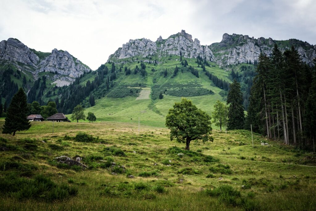 Sommerwiese mit Ahorn vor den Felsen im Eriz